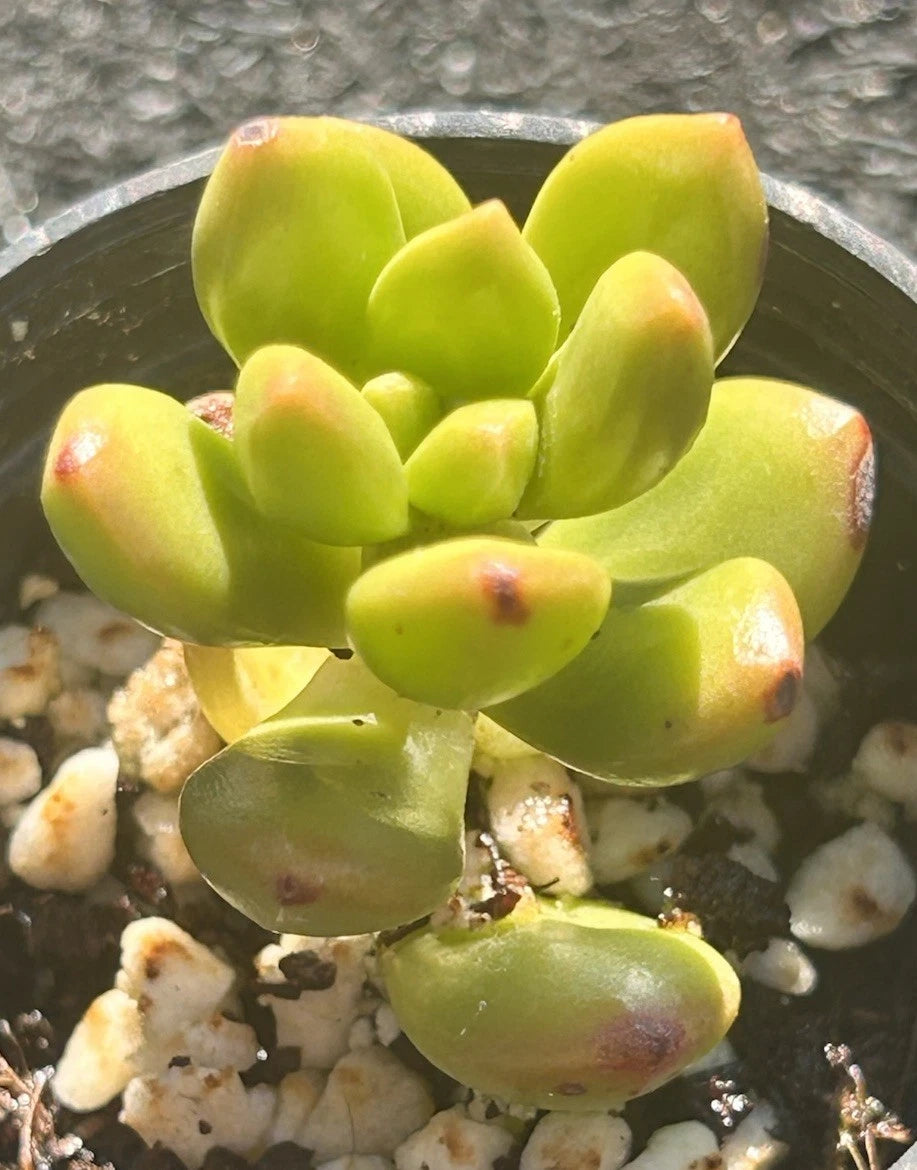 Live Succulent Plant | 2 Inch Sedum Lucidum | Fully Rooted | Ideal for Gardens & Indoor Decor