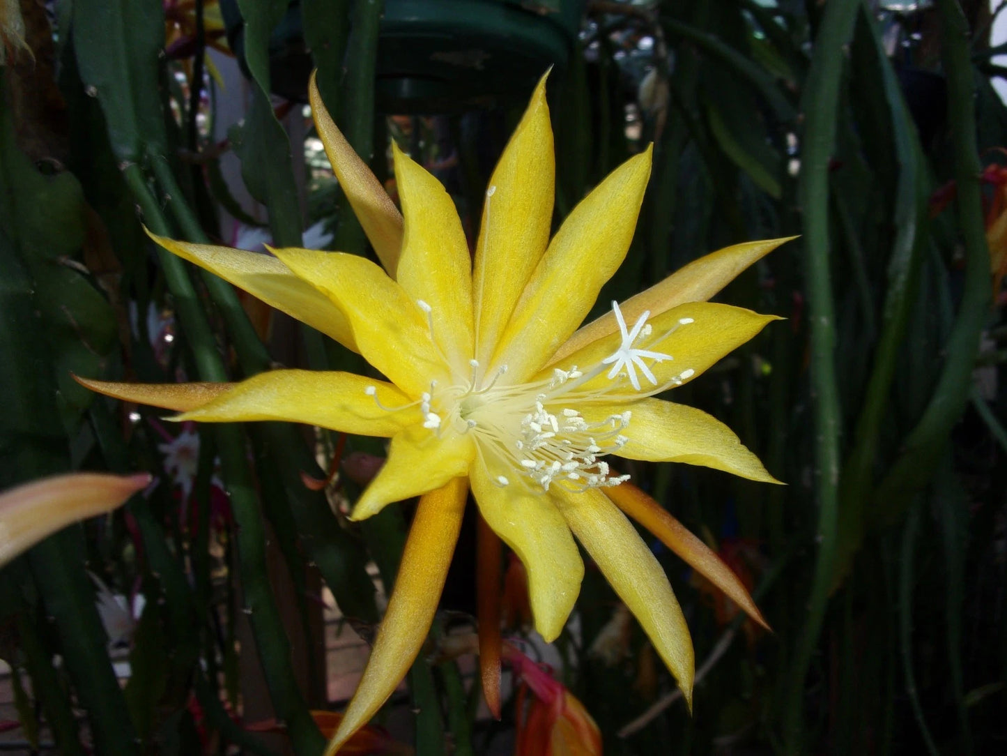 Epiphyllum Orchid Cactus Cuttings - 2 Healthy Un-rooted Cuttings - "Wild Honey" - Fragrant - Succulent Plant