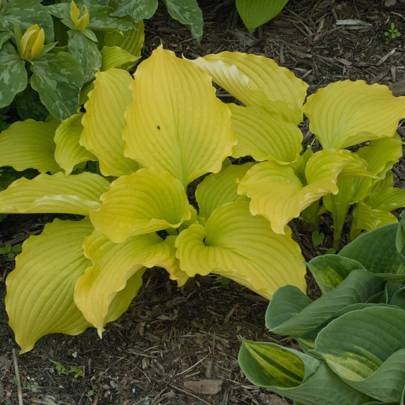 Hosta Plant 5.25" Pot Dancing Queen Bright Yellow Perennial Shade (Hosta 'Dancing Queen') - Well Rooted for Garden Use