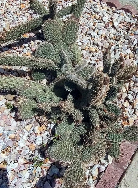 Cactus Cutting - Sharp Spiny Variety - Succulent Cutting #42 - Perfect for Planting - Ideal for Cactus Lovers