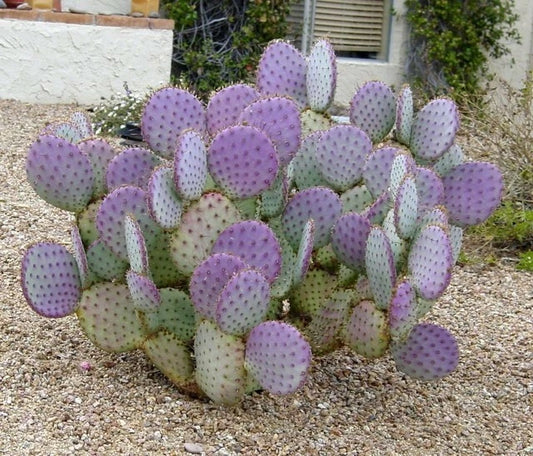 Cactus Cuttings - 3 Santa Rita Purple Prickly Pear Opuntia - Yellow Flowers & Colorful Pads - Ideal for Xeric Landscapes