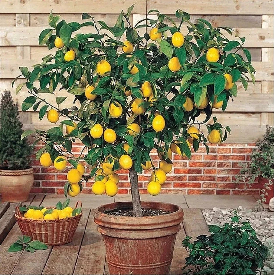 Live Lemon Tree Seedling - 3" Improved Meyer Citrus Plant - Edible Fruit - Virus-Free - Perfect for Indoor or Outdoor Gardening