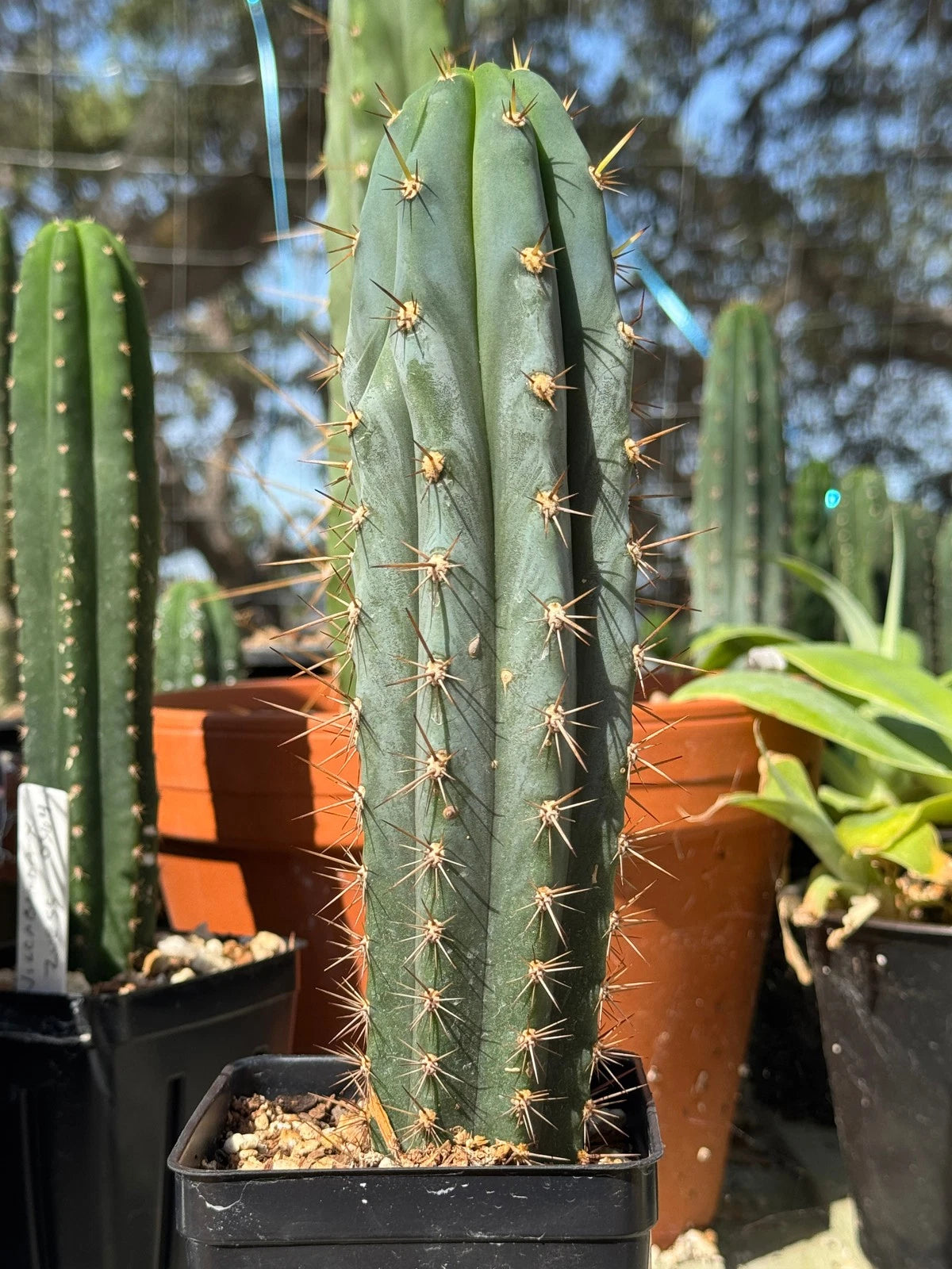 Echinopsis Martin X Matucana Yearling 8" FAT Bare Root Plant - Unique Cactus Variety, Stock #0359