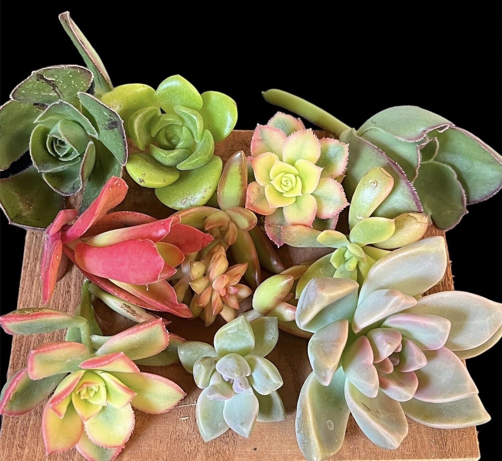 Succulent Cuttings Box 20+ pcs Mixed Selection - No Roots, Easy to Grow, Ideal for Full Sun or Shade - Perfect for DIY Projects