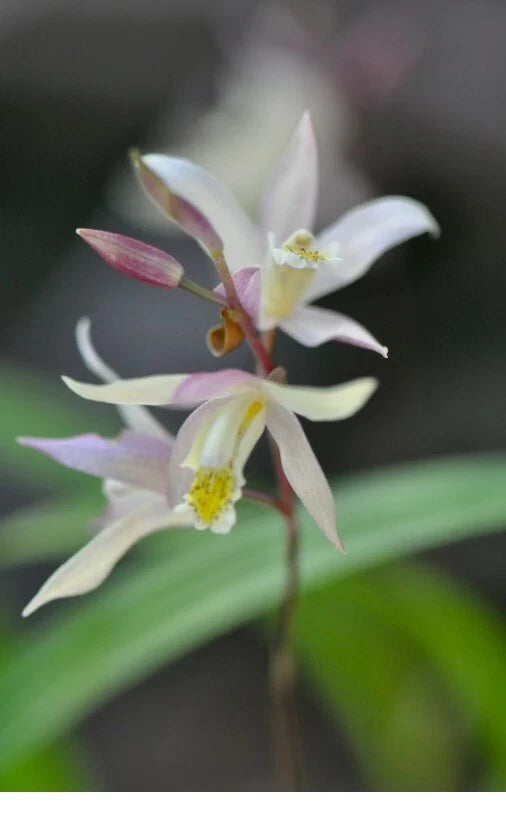Cold Hardy Orchid Plant in 3" Pot, Bletilla striata 'Terracotta Princess', Light Salmon Flowers with Yellow Blotch