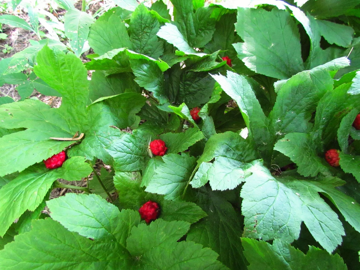 Golden Seal Roots - 5 Bare Root Plants - Hydrastis Canadensis - Perennial Herb for Herbal Remedies - Hardy Zones 5-8