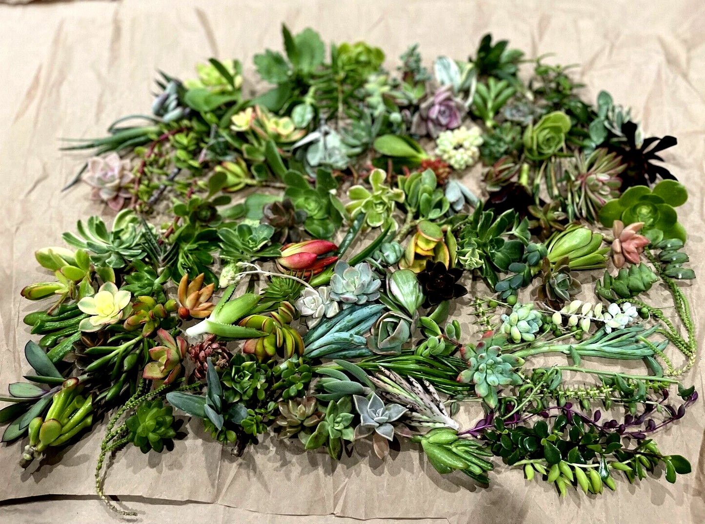 50 Random Succulent Starter Cuttings | Fresh Clippings | Assorted Varieties | Non-Rooted Cuttings for Planting