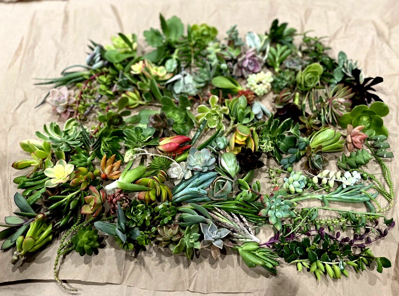 50 Random Succulent Starter Cuttings | Fresh Clippings | Assorted Varieties | Non-Rooted Cuttings for Planting