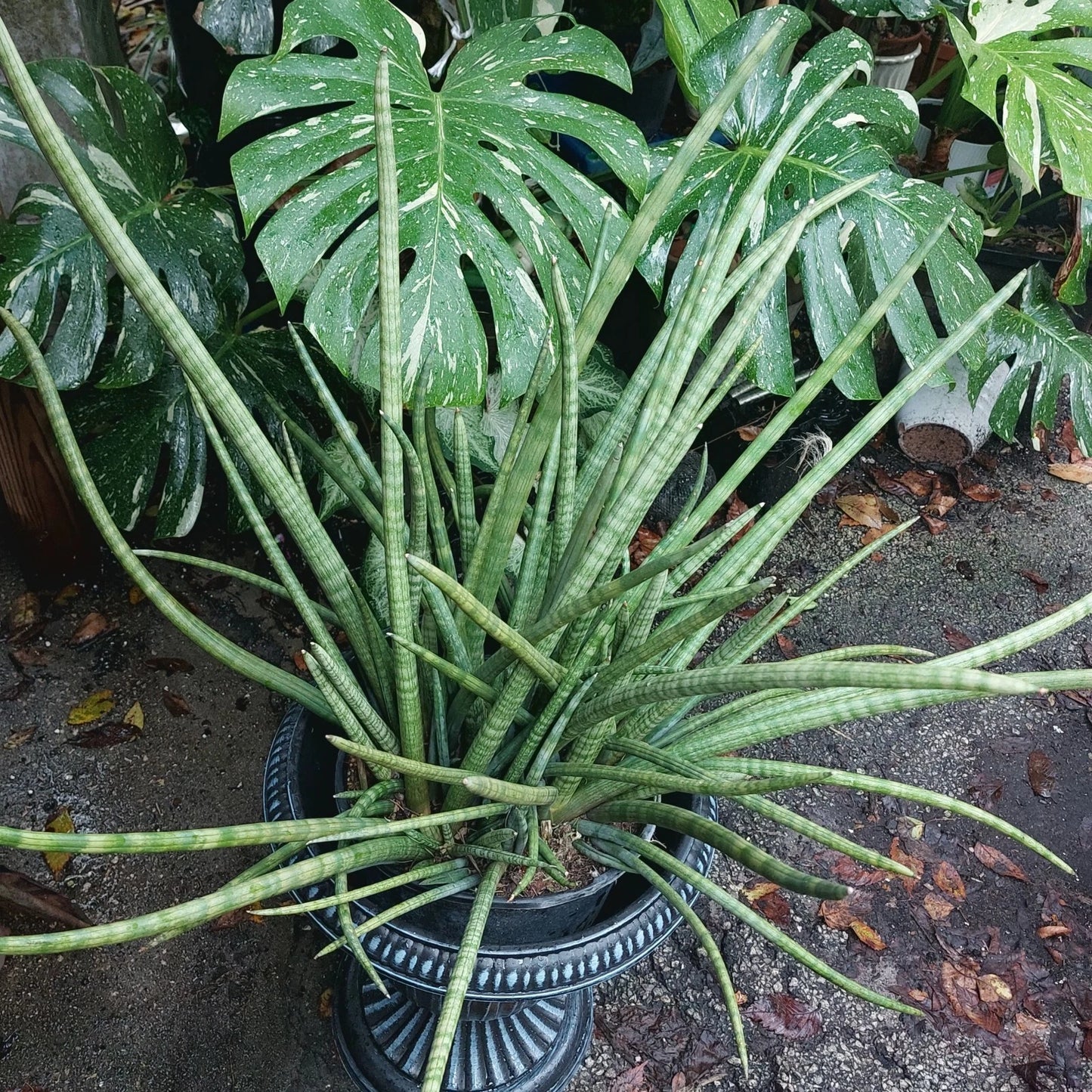 Snake Plant Cylindrica Live Plant - African Spear Succulent - Sansevieria Rooted Bareroot - 22-25" with 4 or 5 Arms