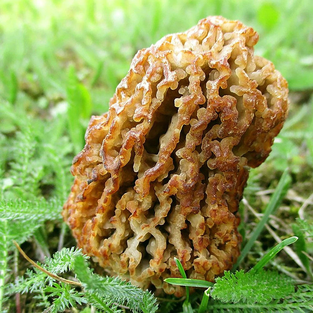 Morchella steppicola Liquid Culture Syringe 12cc - Steppe Morel Mushroom Cultivation Kit for Rare Fungi Enthusiasts