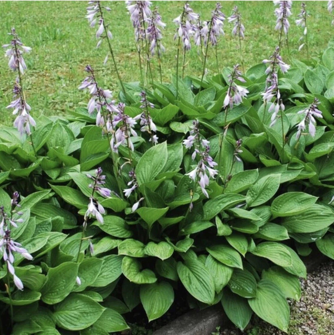 Hosta Elegans Live Plants - 4 Roots - Hosta sieboldiana - Blue-Green Leaves for Shade Garden - Hardy Zones 3-8