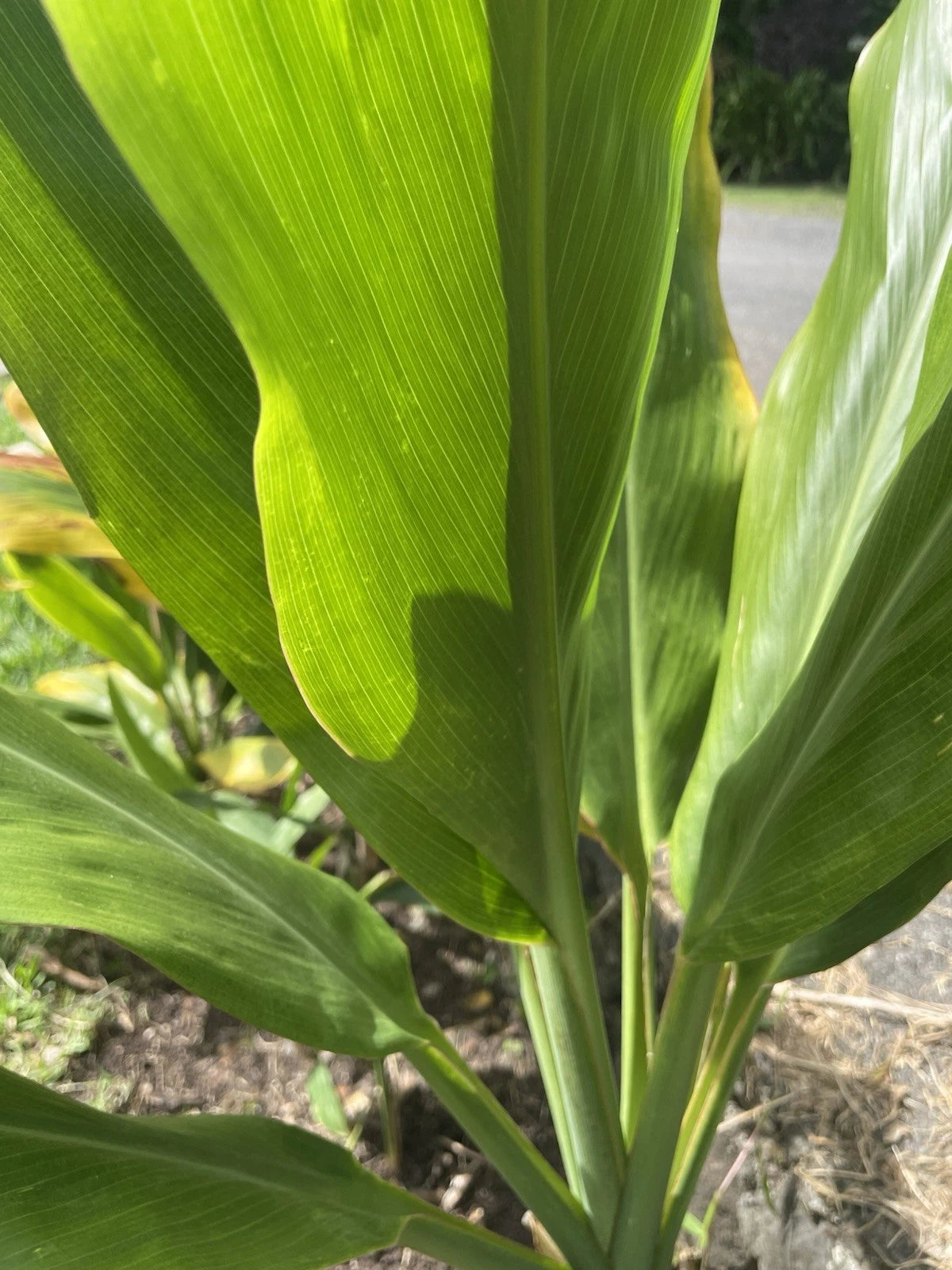 Organic Green Ti Leaf Plant Cuttings 6 Count 6-7 Inches Manoa - Cordyline fruticosa - Hawaii Grown