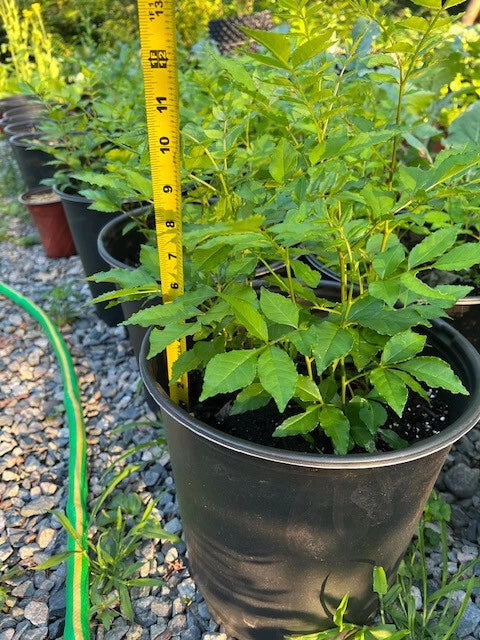 Live Sichuan Pepper Tree Seedlings - Lot of 2, Zanthoxylum simulans, 2-Year Old, Strong Roots, Flowering Spice Plant