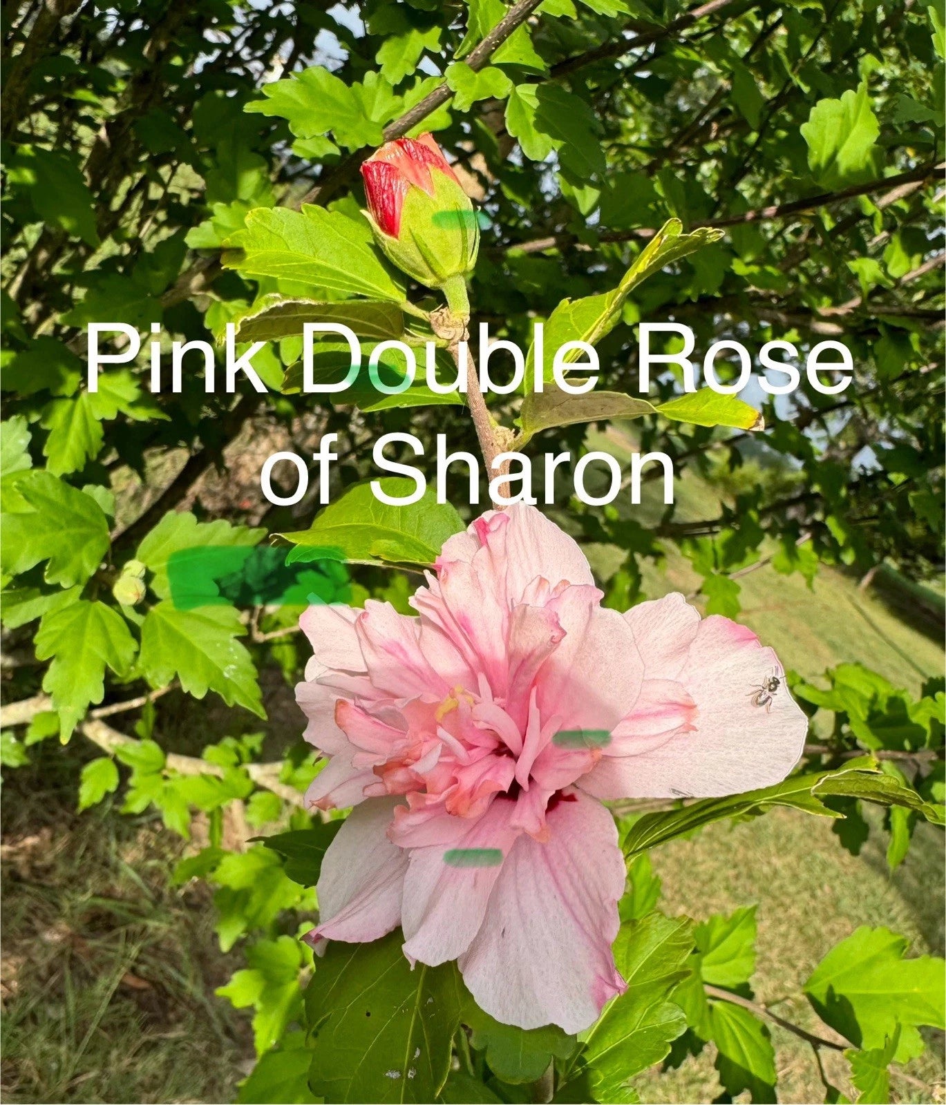 Pink Double Rose of Sharon Cuttings - 5 Fresh Cuttings - Hibiscus syriacus