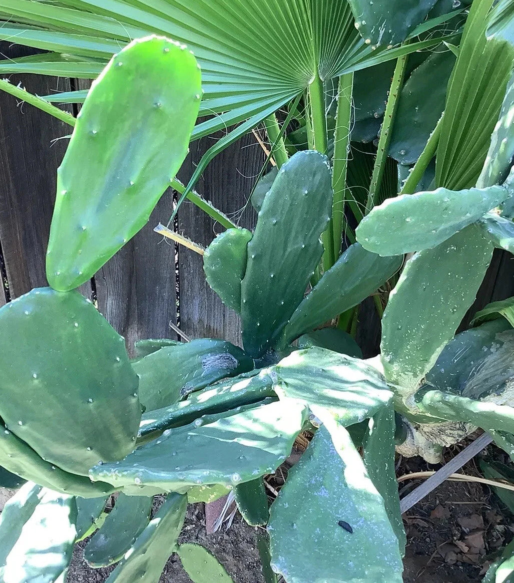 Prickly Pear Cactus Pads - 4 Fresh Cuttings, Edible Opuntia Ficus, Easy to Grow, Full of Vitamins, Great for Gardens