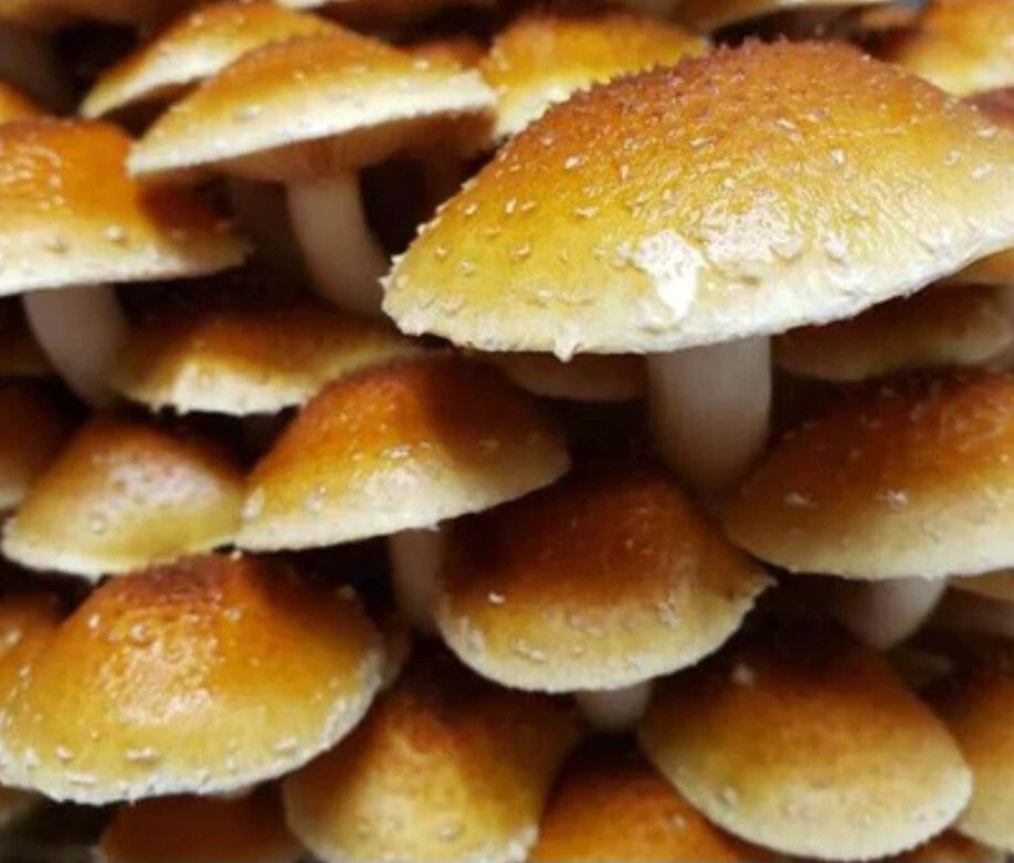 Chestnut Mushroom Live Liquid Culture Syringe 10-12ml - Pholiota adiposa - Gourmet Quality for Home Cultivation