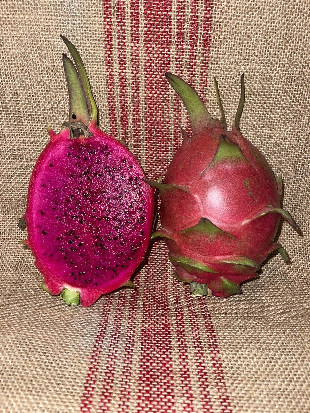 Mature Dragon Fruit Cuttings - Natural Mystic Variety - Red Flesh, Self-Fertile - Hylocereus undatus