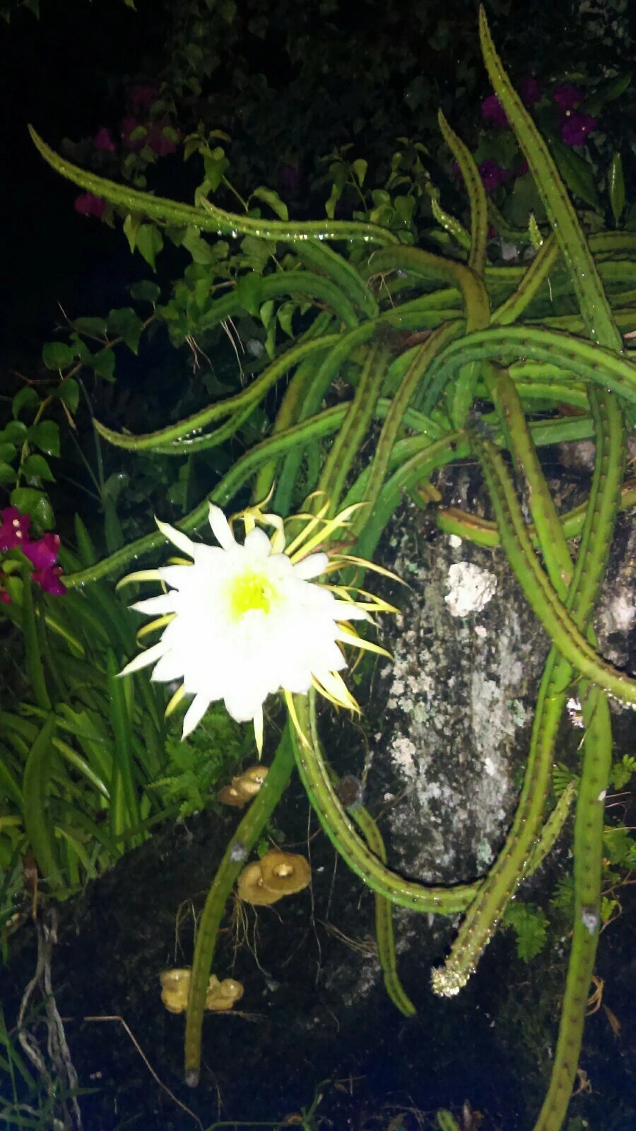 Cereus Cactus Live Plant 4 Rooted Queen of the Night Selenicereus grandiflorus Easy to Grow Night Blooming Cactus