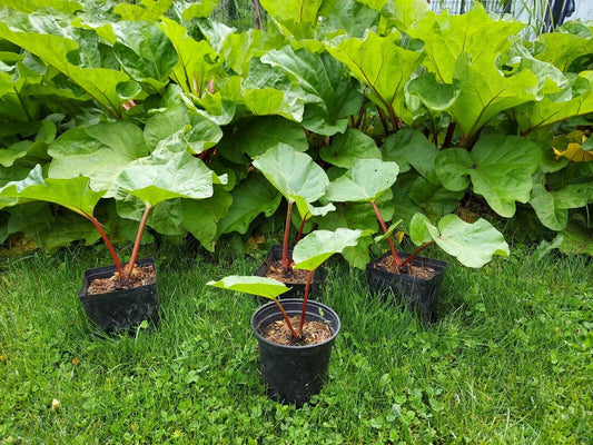 Victoria Rhubarb Plant Crown Bareroot 3-Year-Old Perennial (Rheum rhabarbarum) - Red & Green Variety for Zones 3-8