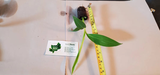 1-Musa Blue Java Banana Starter Plant - Live Ice Cream Banana - Edible Variety (Musa acuminata) - 6-8 Inches Tall
