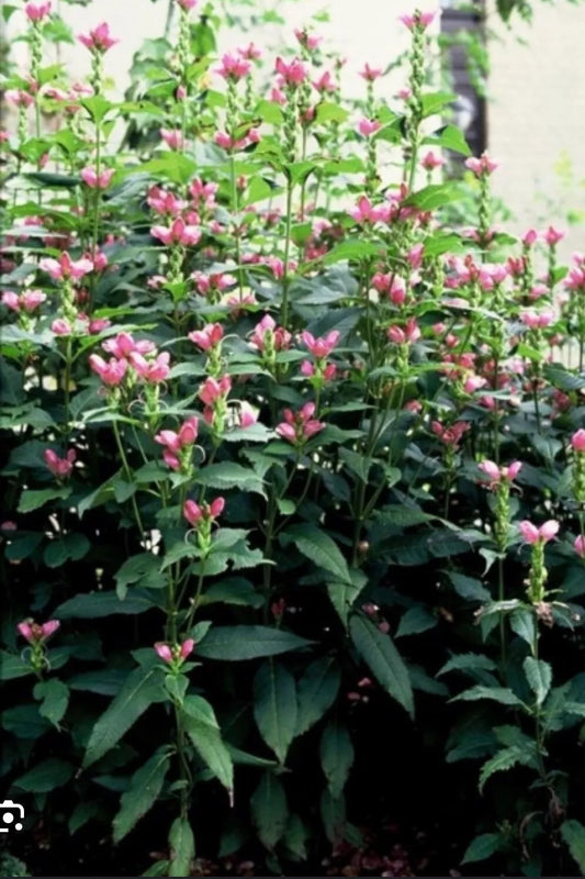 10 Pink Turtlehead Perennial Live Plants - Chelone obliqua - Freshly Dug, Rooted Stems for Your Garden