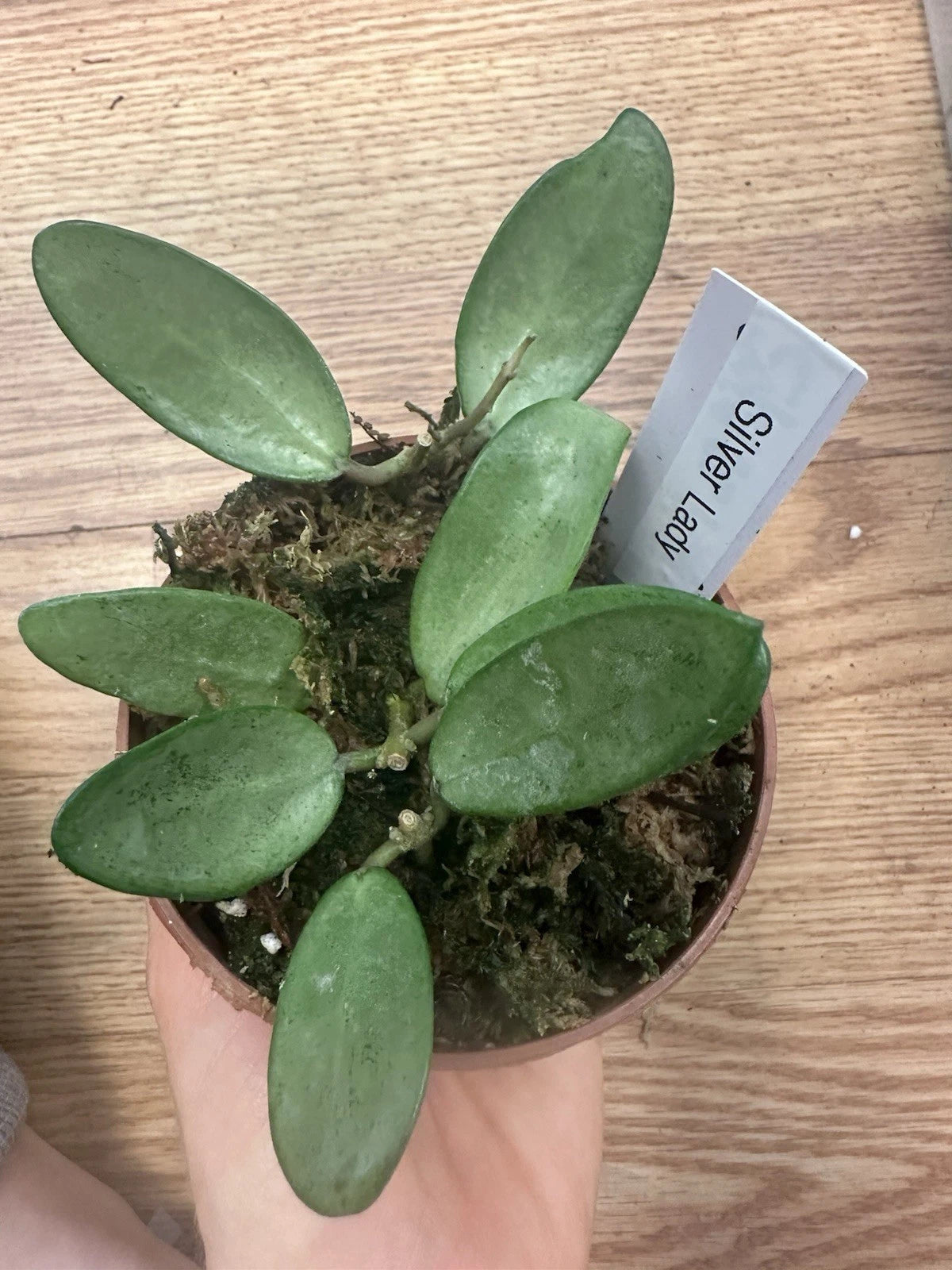 Hoya Silver Lady Plant Cuttings - 3 Well Rooted Plants - Hoya carnosa 'Silver Lady'
