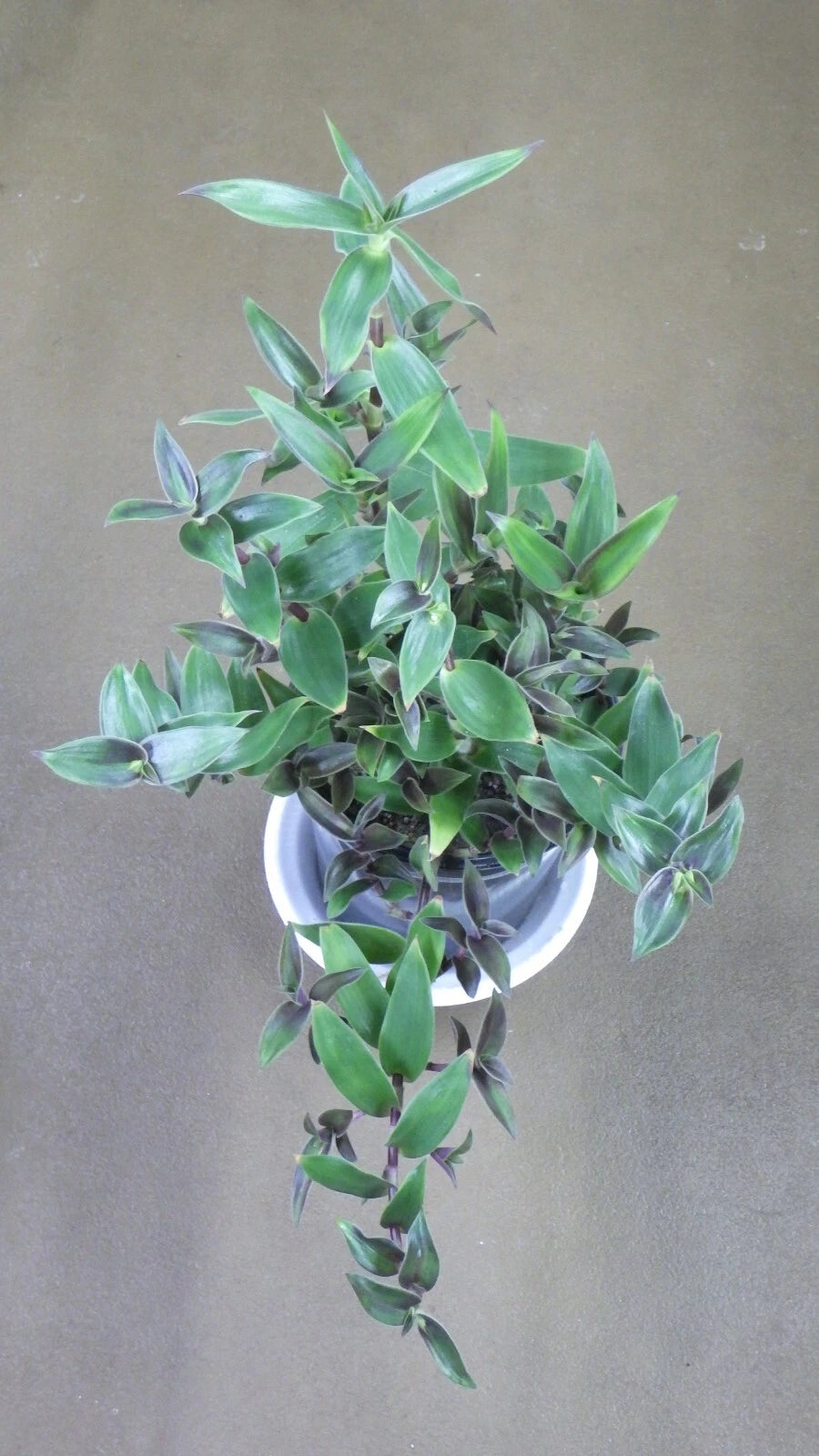 Cyanotis "Villosa" House Plant Cuttings - 4 Unrooted 6" Long Dark Green Wandering Jew Cuttings - Rare Varietal