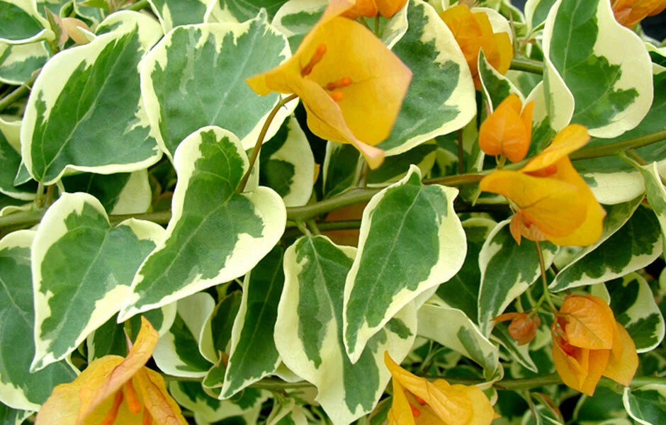 Variegated Bougainvillea Starter Plant - Delta Dawn - Well Rooted Tropical Bougainvillea (Bougainvillea spp.)