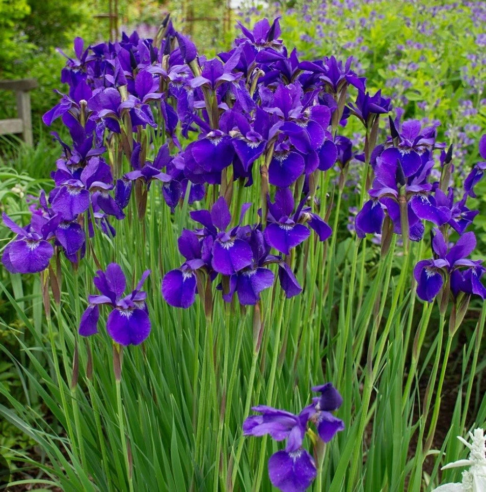Japanese Iris Plants - 2 Bare Root Ceasars Brother - Purple Perennials for Gardens - Low Maintenance (Iris ensata)