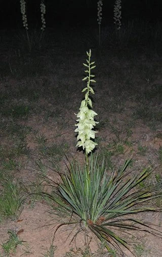 Yucca Bare Root Live Plant - 15-Inch Adam's Needle Succulent - Yucca filamentosa - Hardy & Drought-Tolerant Perennial
