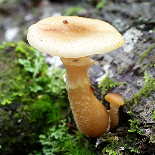 Bulbous Honey Mushroom Liquid Culture Syringe 12cc - Armillaria gallica for Mushroom Cultivation and Culinary Use