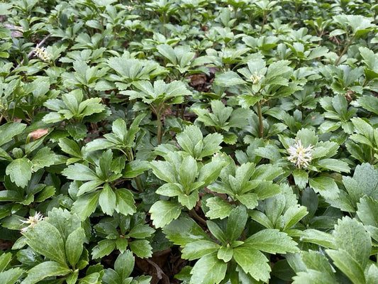 100 Rooted Pachysandra Plants - Evergreen Shade Ground Cover - Japanese Pachysandra - Easy Care, Low Maintenance