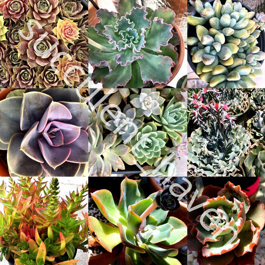 30 Lot Fresh Succulent Cuttings Assorted Varieties 1"-4" - Perfect for DIY Arrangements, Gardens, or Crafting - Unique Selection
