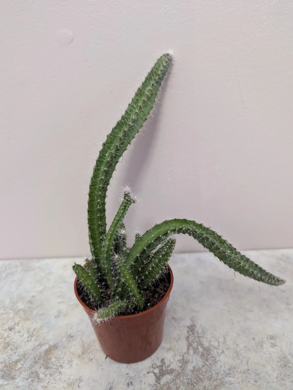Dog Tail Cactus - 2.7 Inch Potted Live Succulent Plant - Selenicereus testudo - Healthy & Growing Houseplant