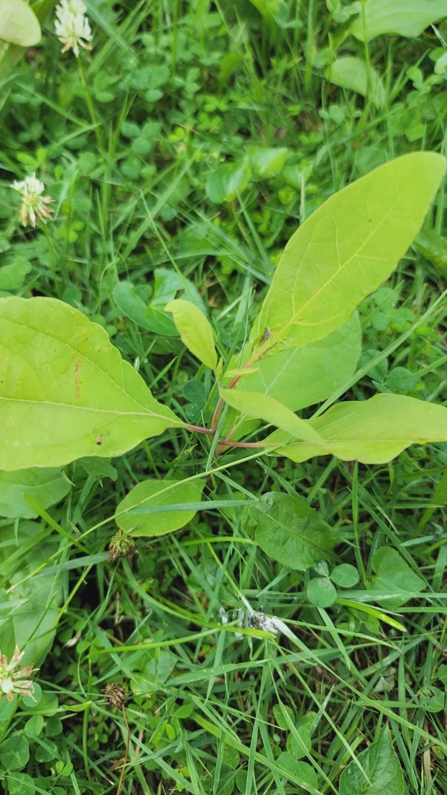 Organic Sassafras Trees Set of 3 Bare Root Green Plants (Sassafras albidum) for Garden & Landscape