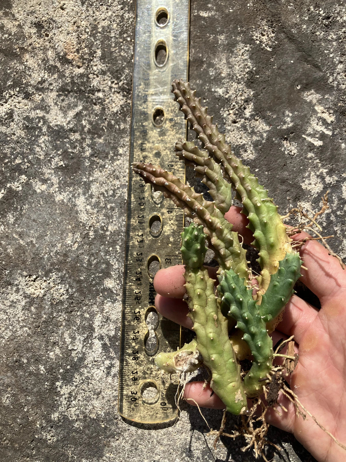 Lifesaver Cactus Cuttings - 3 Rooted Huernia zebrina - Rare Succulent with Star-Shaped Blooms - Unique Houseplant