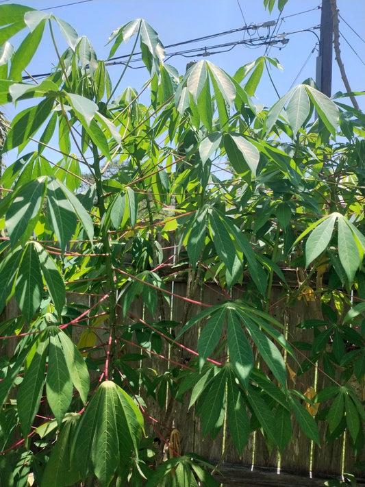 Cassava Cuttings 15 Pieces Red Variety Manihot esculenta 9-12 Inches Long