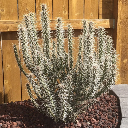 Whipple's Cholla Cactus Cutting 4"-6" Cold Hardy Cylindropuntia whipplei Live Stem for Southwestern Landscapes