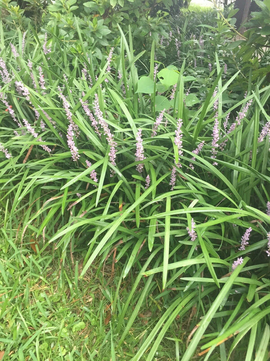 100 Bare Root Monkey Grass Plants, Evergreen Border Plants, Liriope muscari, Freshly Dug for DIY Landscaping