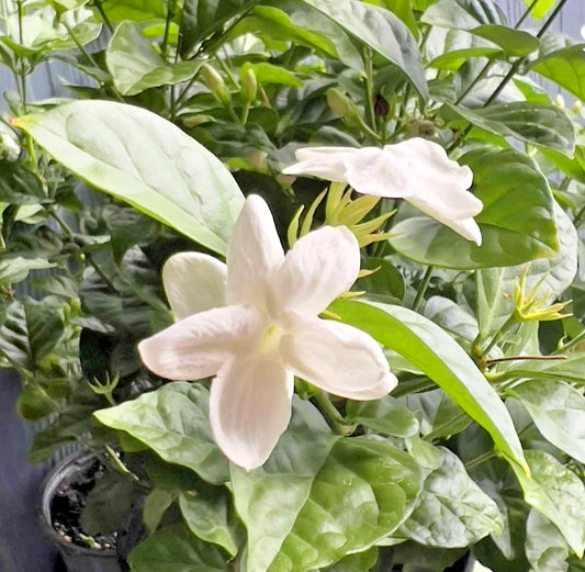 Arabian Jasmine Live Plant 6" Pot, Fragrant Mysore Mulli, Jasminum sambac 'Maid of Orleans', Sweet White Flowers