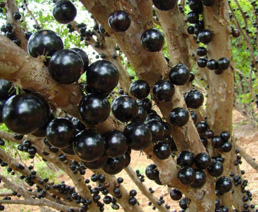 Black Jaboticaba Tree Live Plant, 1 Feet Tall, Well Rooted, Plinia cauliflora
