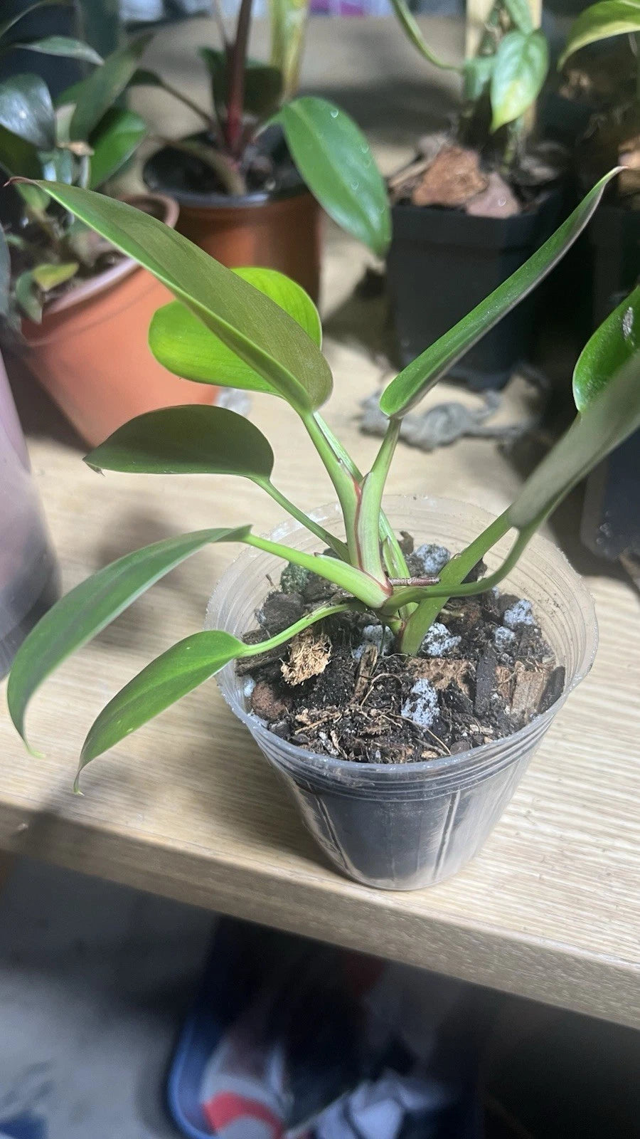 Philodendron Green Princess Plant 4 Inch Variegated 8 Leaves Philodendron Erubescens Rooted Aroid Mix
