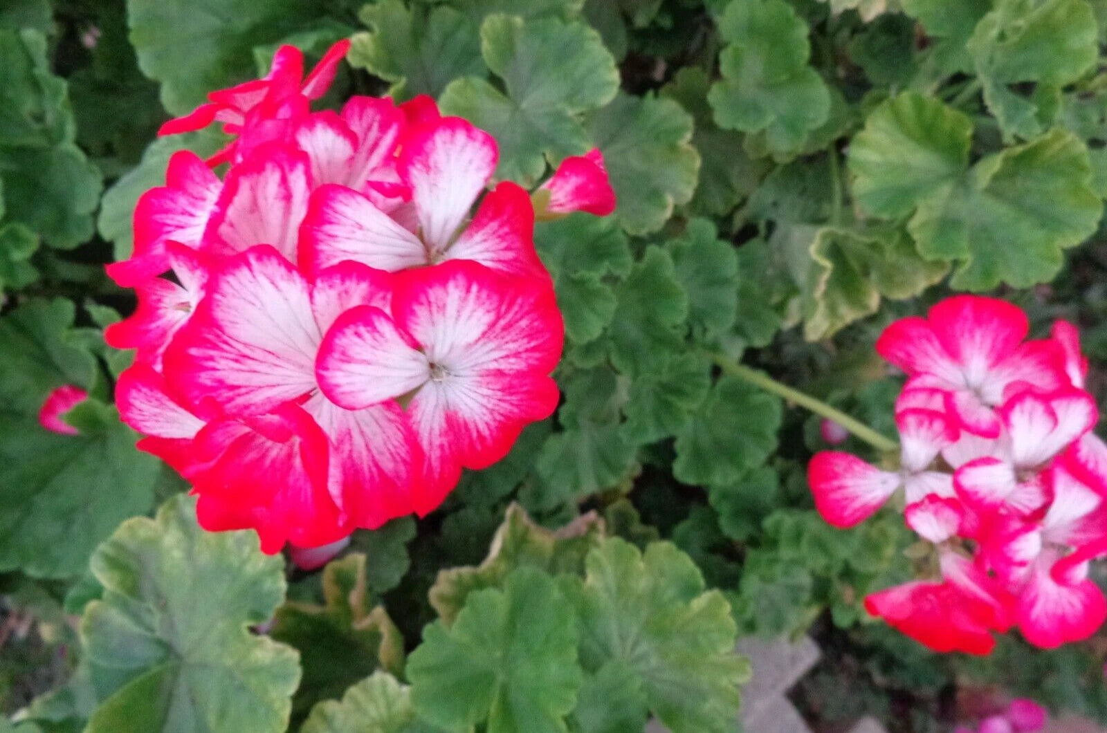 Rare Geranium Starter Cuttings - 2 x 6" Red & White Flowering Plant - Pelargonium spp. - Live Fresh Cuttings for Easy Care