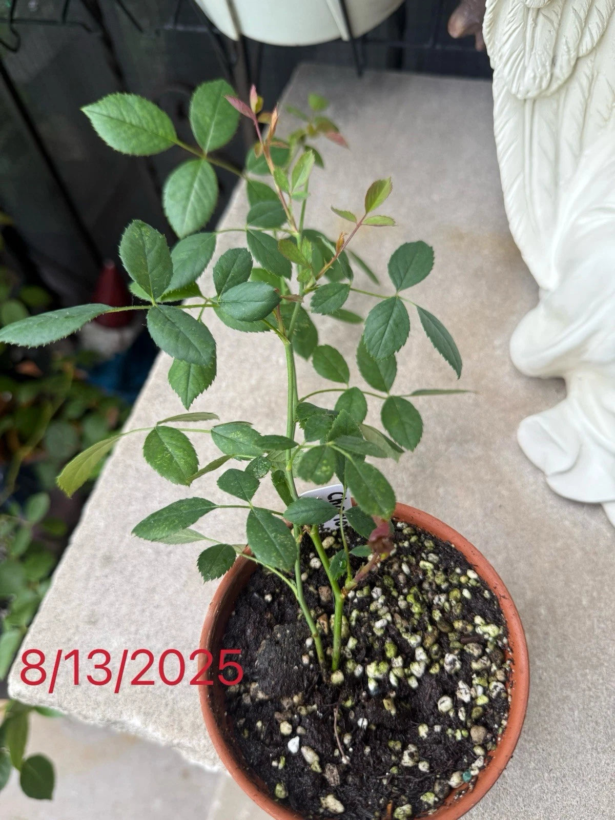 Lady of Shalott Rose Live Plant 0.5 Gallon Apricot-Yellow David Austin Rose (Own Root) - Healthy Seedling for Your Garden