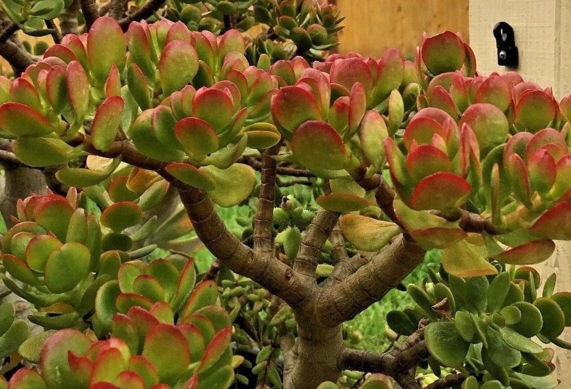 Jade Plant Cuttings - 2 Cuttings, 3-5" - Crassula ovata - Succulent Plant for Home Decor and Gardening