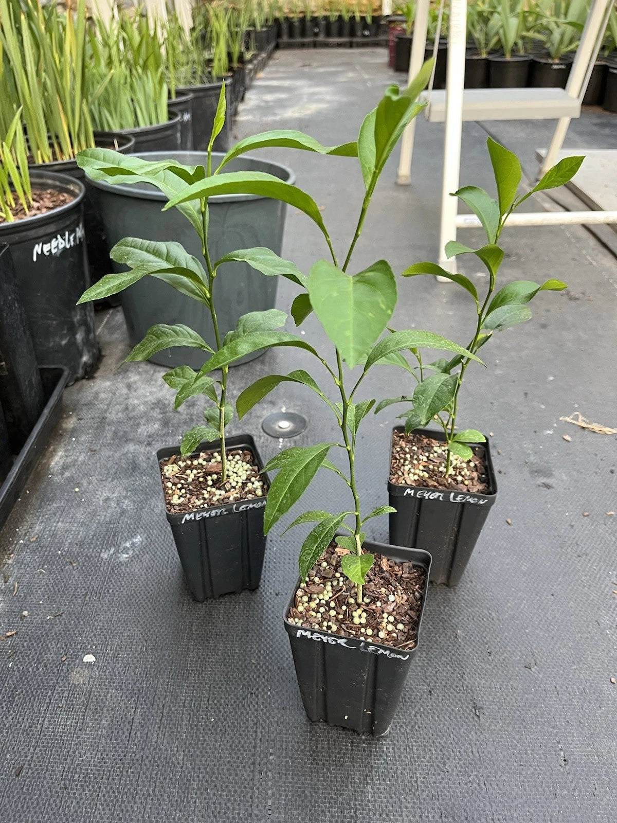 Meyer Lemon Rooted Cutting 4” Pot - Well Rooted Softwood Cutting - Citrus limon - Ships in Pot, Qty 1