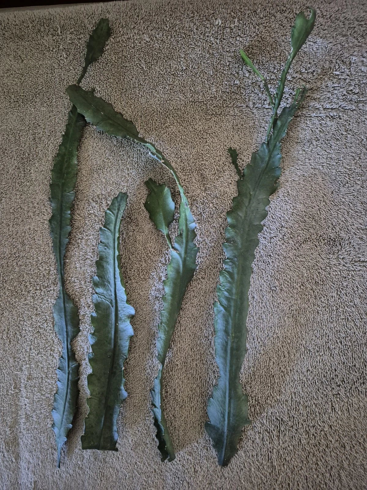 German Empress Cuttings - 4 Pink Succulent Cuttings for Indoor/Outdoor Use - Cactus Brand