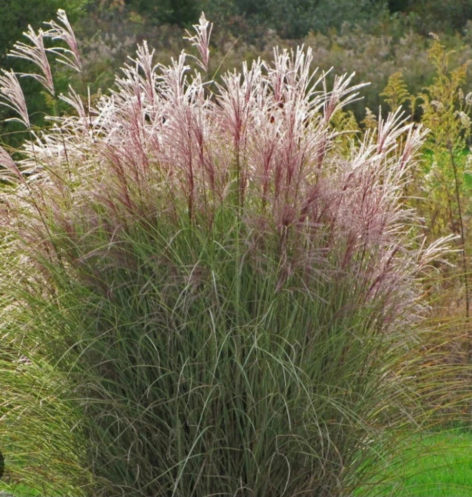 Adagio Maiden Grass - Bare Root Ornamental Grass - Pennisetum Alopecuroides - Striking Foliage for Garden Aesthetic - 2 Plants