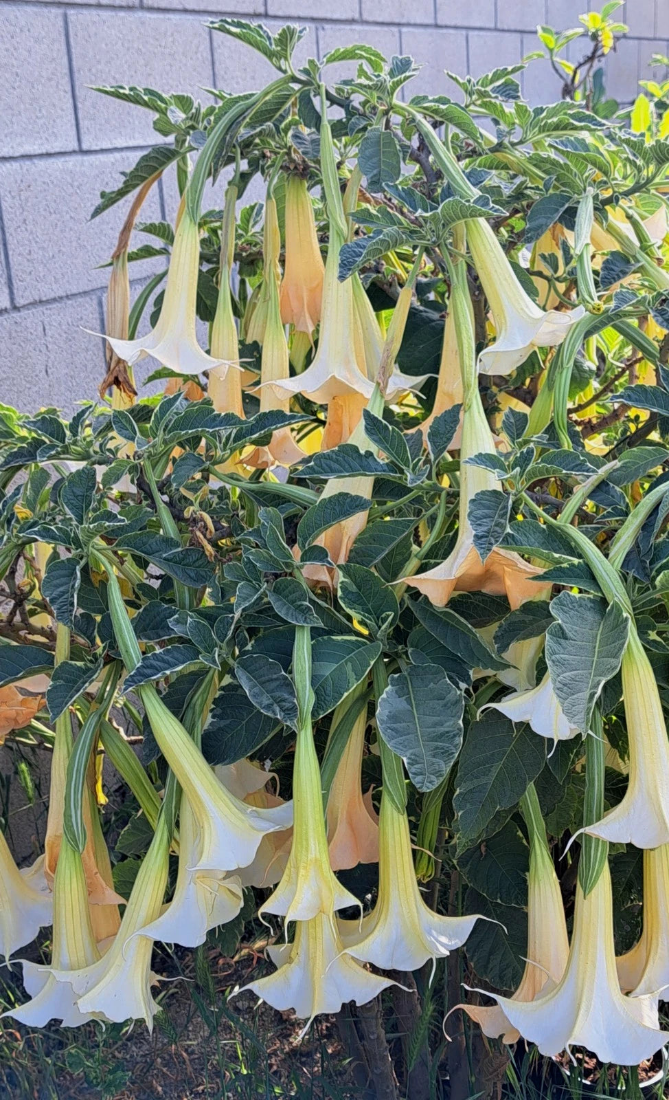 Variegated Brugmansia 'Mayan Magic' Live Plant Rooted Cutting - Angel's Trumpet in 4" Pot, White to Cream Flowers