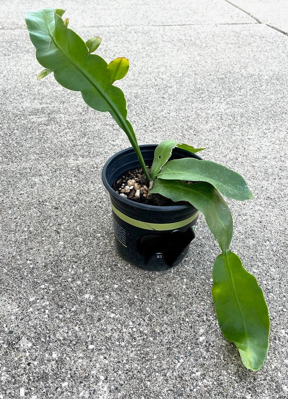 Fragrant Epiphyllum Oxypetalum 'Queen of the Night' Succulent Plant - Night Blooming Cereus - Easy Care House Plant